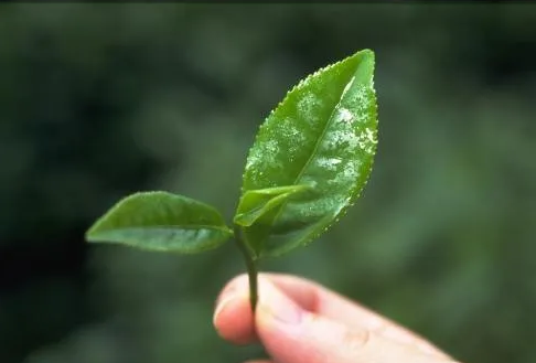 远红外加热技术在茶叶加工中的应用